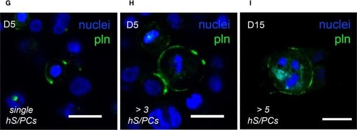 Endorepellin/Perlecan/Heparan Sulfate Proteoglycan Antibody (A76) - BSA Free