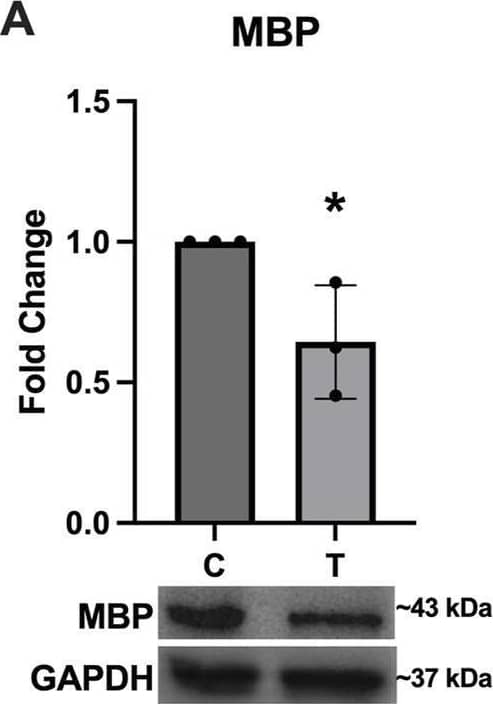 MBP Antibody (7G7) - BSA Free
