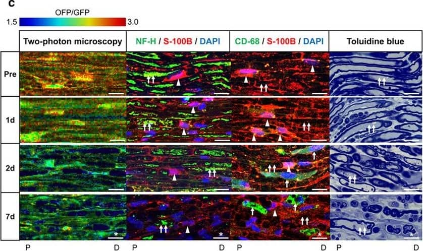 NF-H Antibody (9B12) - BSA Free