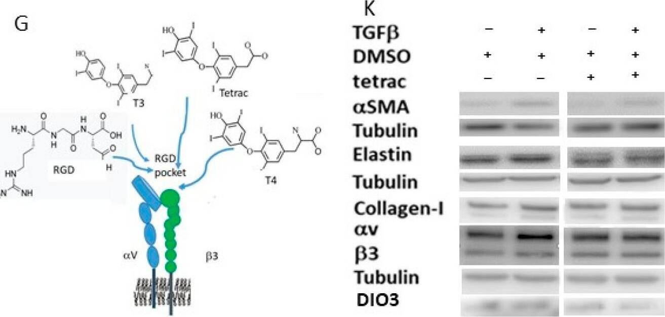 DIO3 Antibody - BSA Free