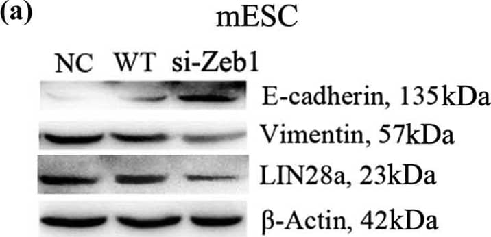 ZEB1 Antibody
