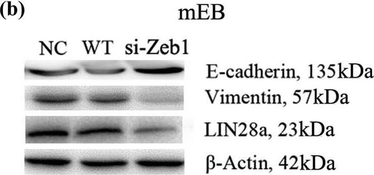 ZEB1 Antibody