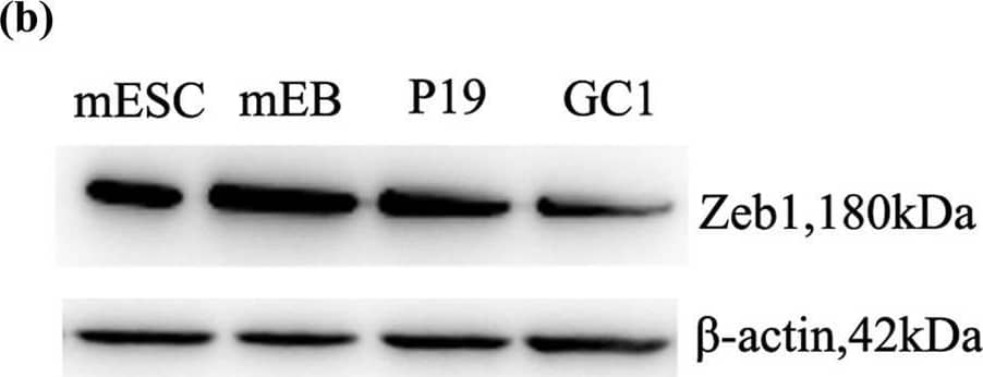 ZEB1 Antibody