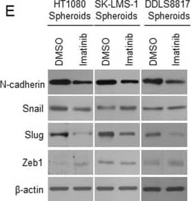 ZEB1 Antibody