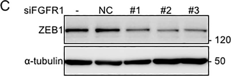ZEB1 Antibody
