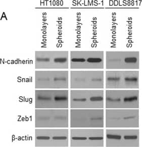 ZEB1 Antibody