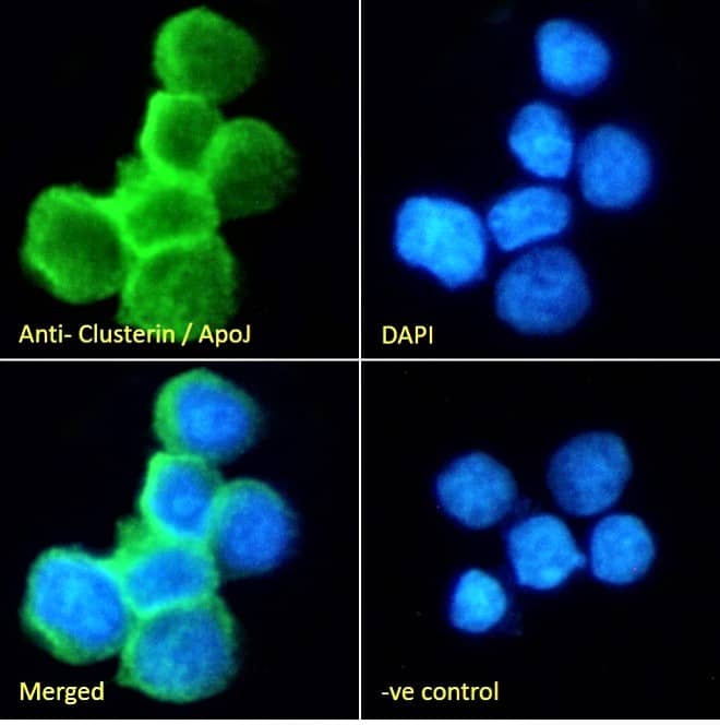 Clusterin/APOJ Antibody