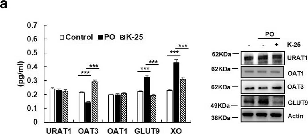 GLUT9 Antibody - BSA Free