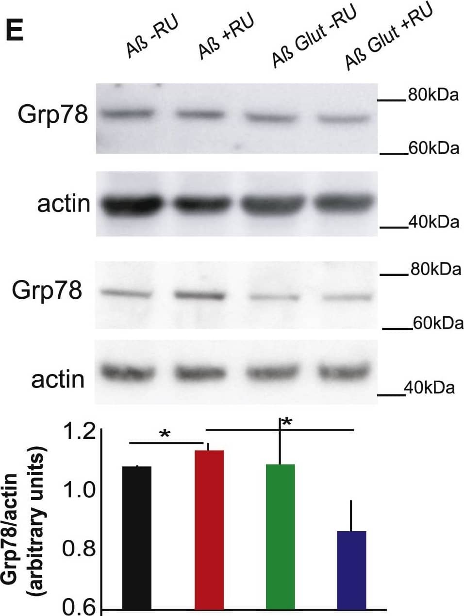 GRP78/HSPA5 Antibody - BSA Free