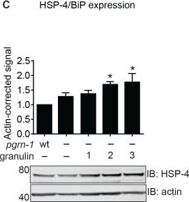 GRP78/HSPA5 Antibody - BSA Free