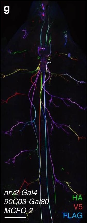 DYKDDDDK Epitope Tag Antibody (L5)