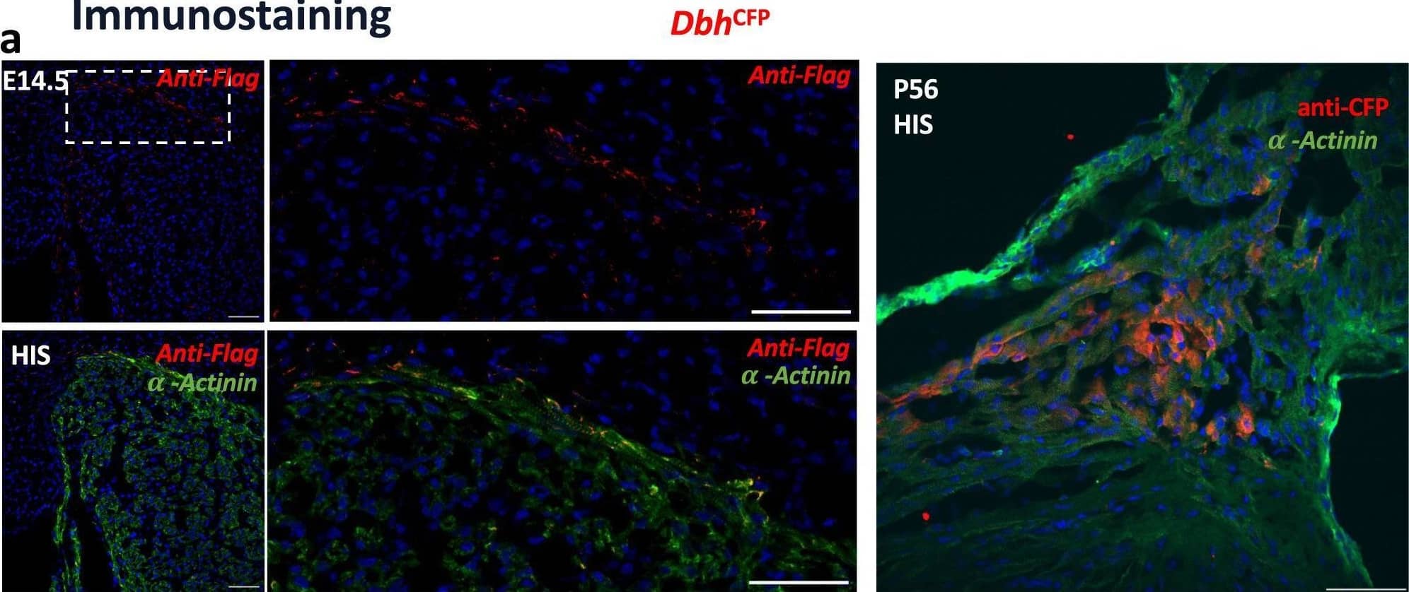 DYKDDDDK Epitope Tag Antibody (L5) - BSA Free