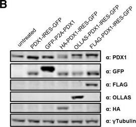 OLLAS Epitope Tag Antibody (L2) - BSA Free