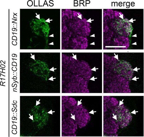 OLLAS Epitope Tag Antibody (L2) - BSA Free