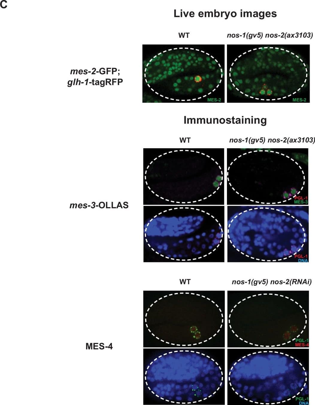 OLLAS Epitope Tag Antibody (L2) - BSA Free