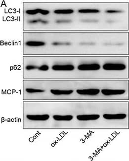 CCL2/MCP1 Antibody - BSA Free