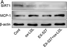 CCL2/MCP1 Antibody - BSA Free