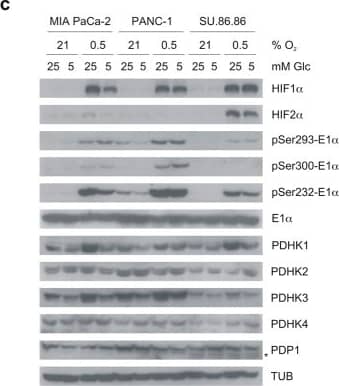 PDK4 Antibody - BSA Free