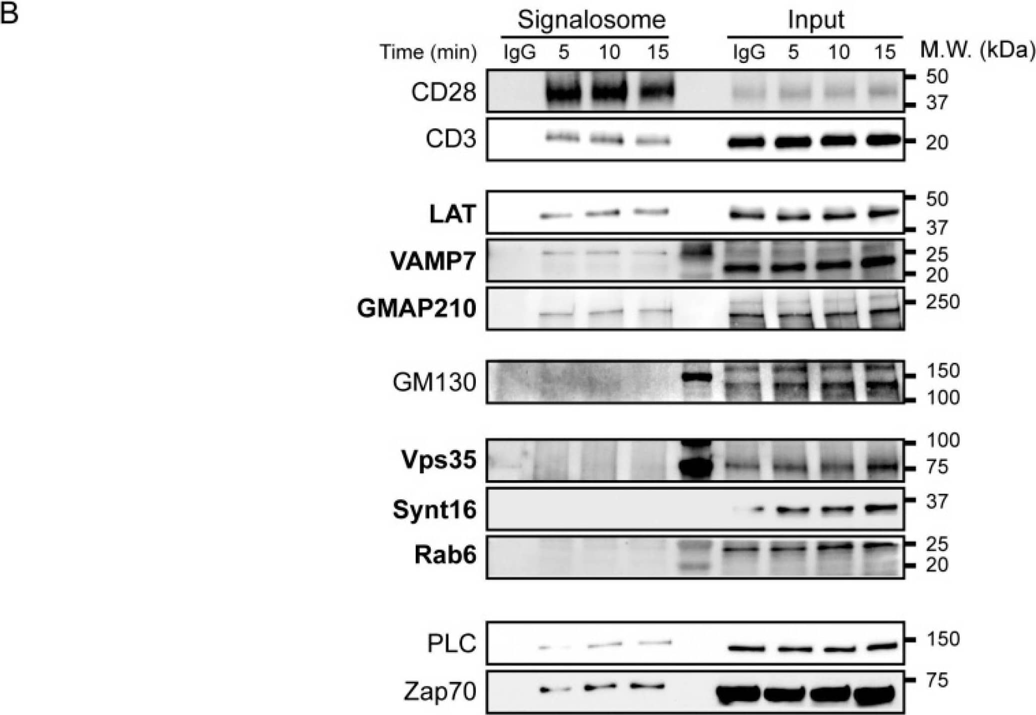 VAMP-7 Antibody (158.2)