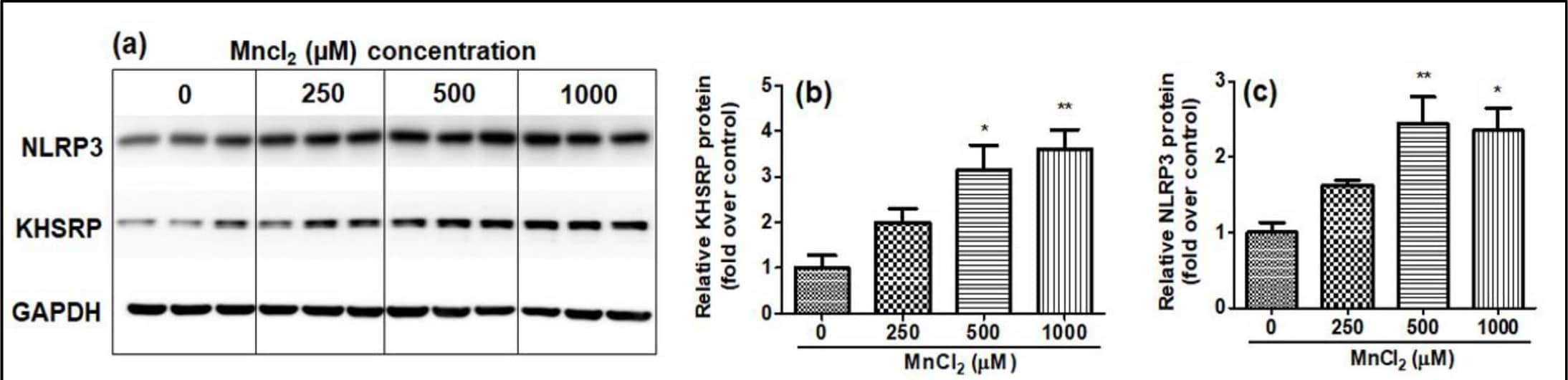 KHSRP Antibody