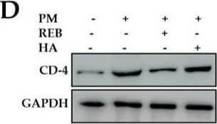 CD4 Antibody - BSA Free