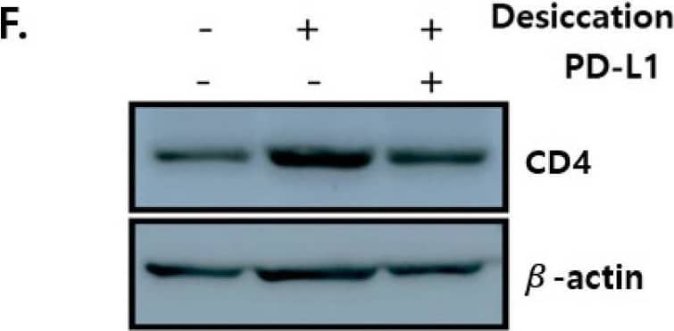 CD4 Antibody - BSA Free