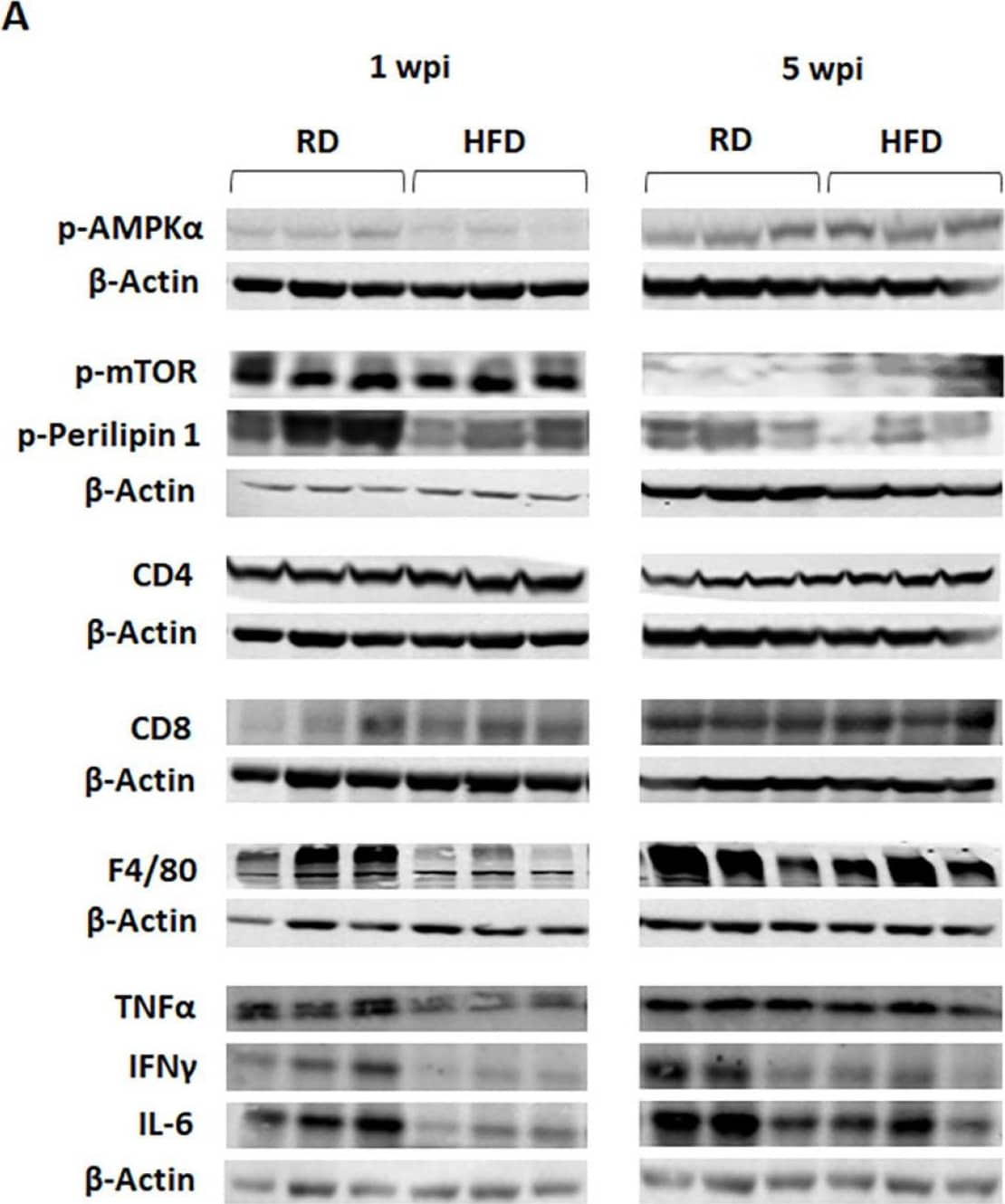 CD4 Antibody - BSA Free