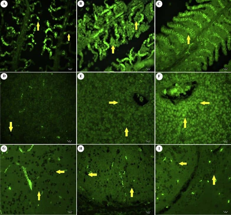 TNF-alpha Antibody - BSA Free