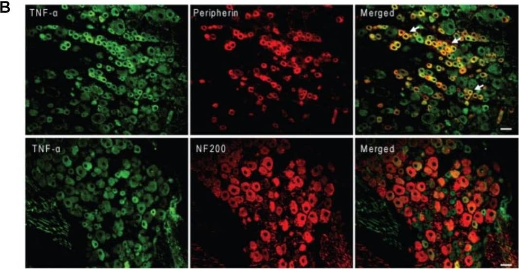 TNF-alpha Antibody - BSA Free