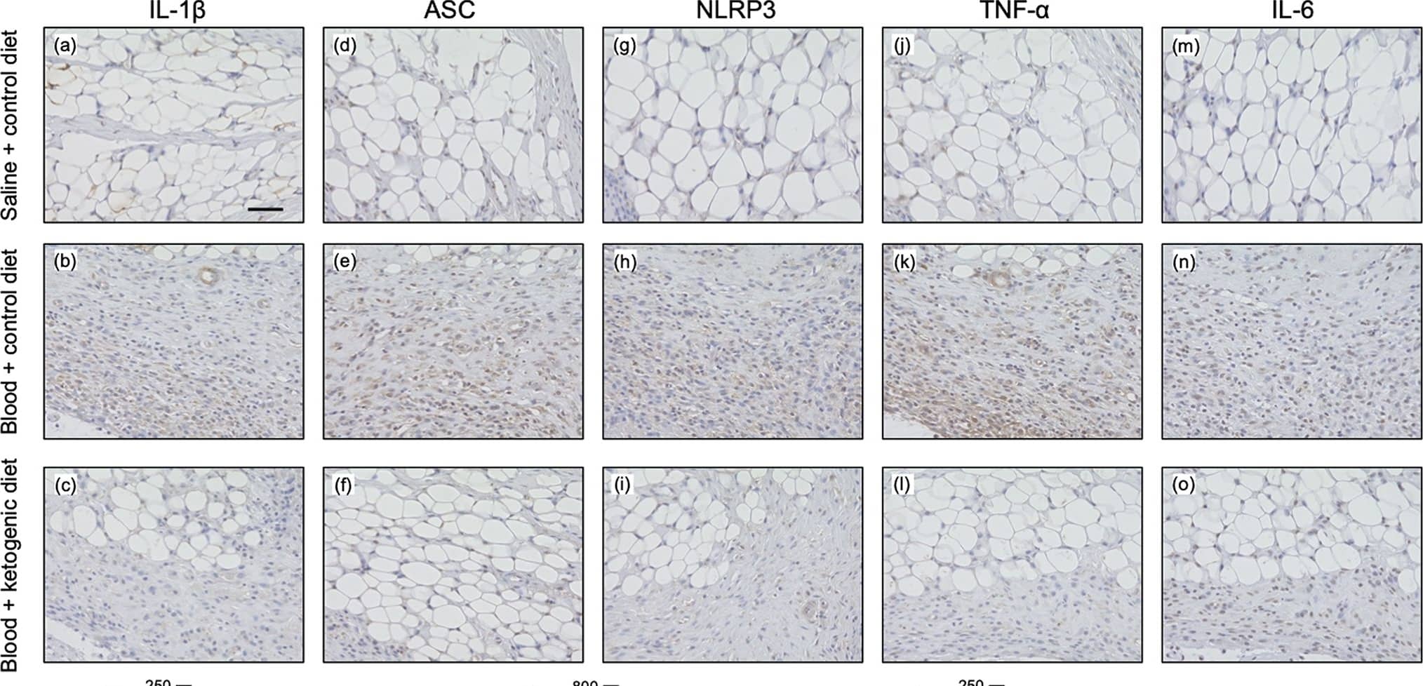 TNF-alpha Antibody - BSA Free