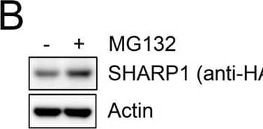 DEC2/SHARP1 Antibody - BSA Free