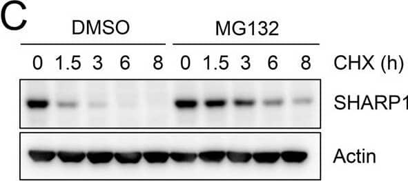 DEC2/SHARP1 Antibody - BSA Free