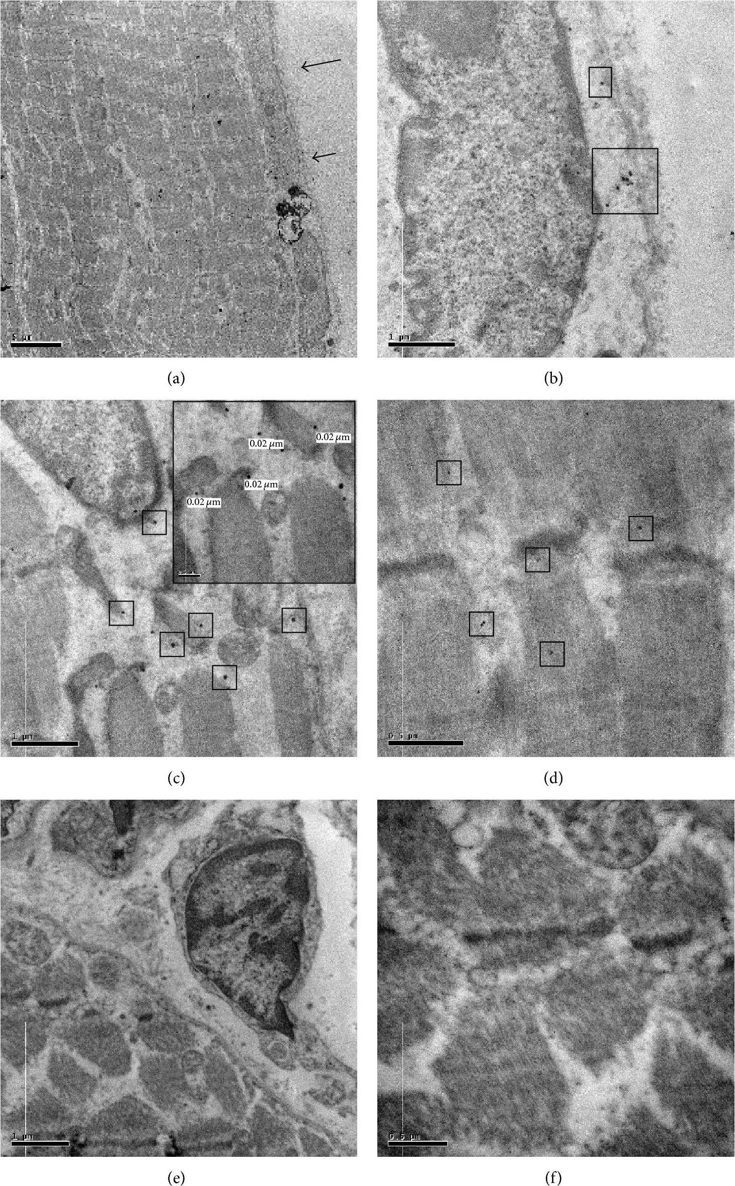 BMP-2 Antibody - BSA Free
