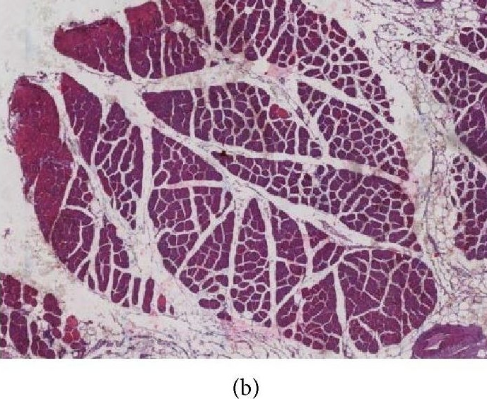 BMP-2 Antibody - BSA Free