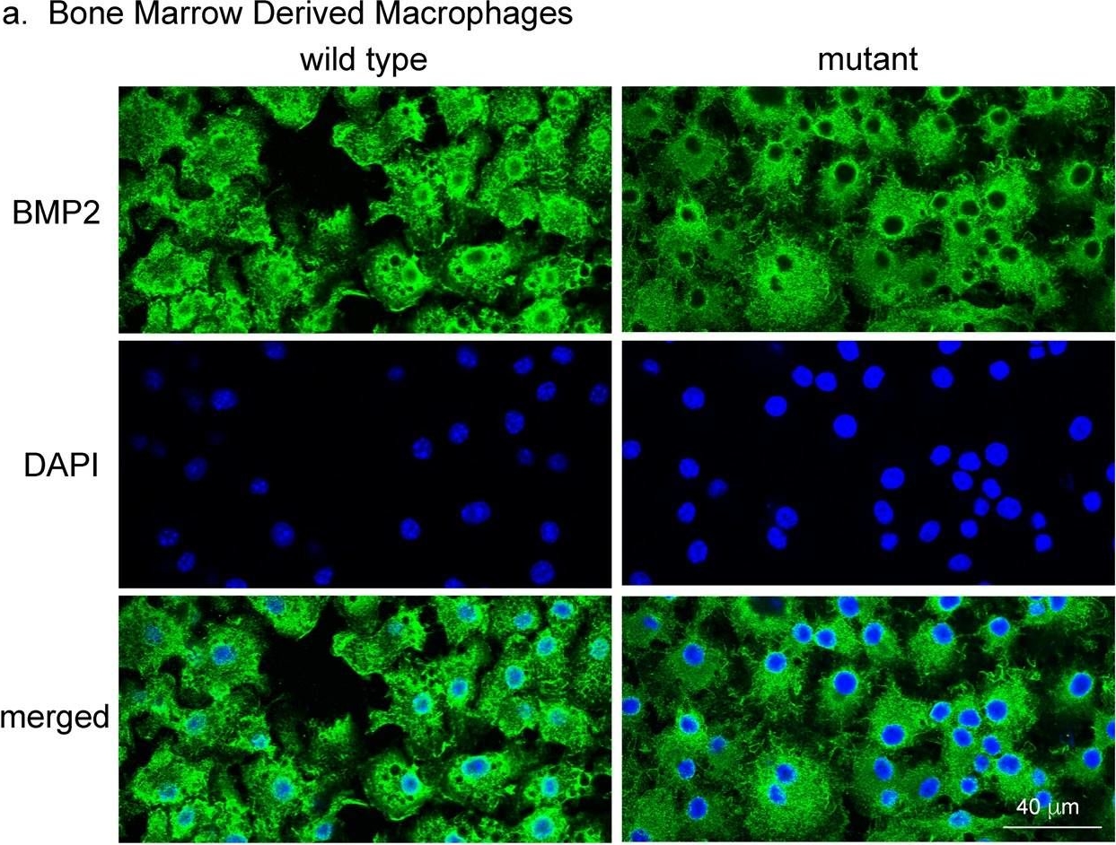 BMP-2 Antibody - BSA Free