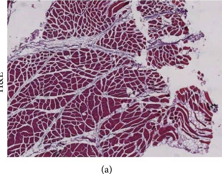 BMP-2 Antibody - BSA Free