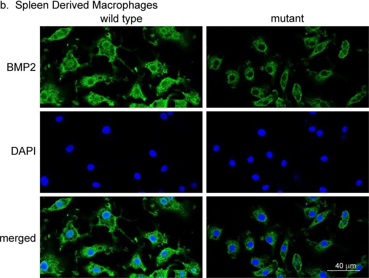 BMP-2 Antibody - BSA Free