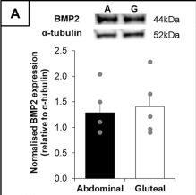 BMP-2 Antibody - BSA Free