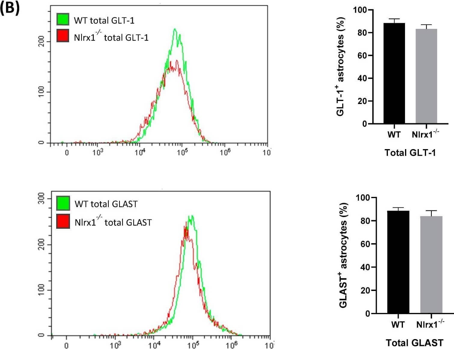 EAAT2/GLT1 Antibody