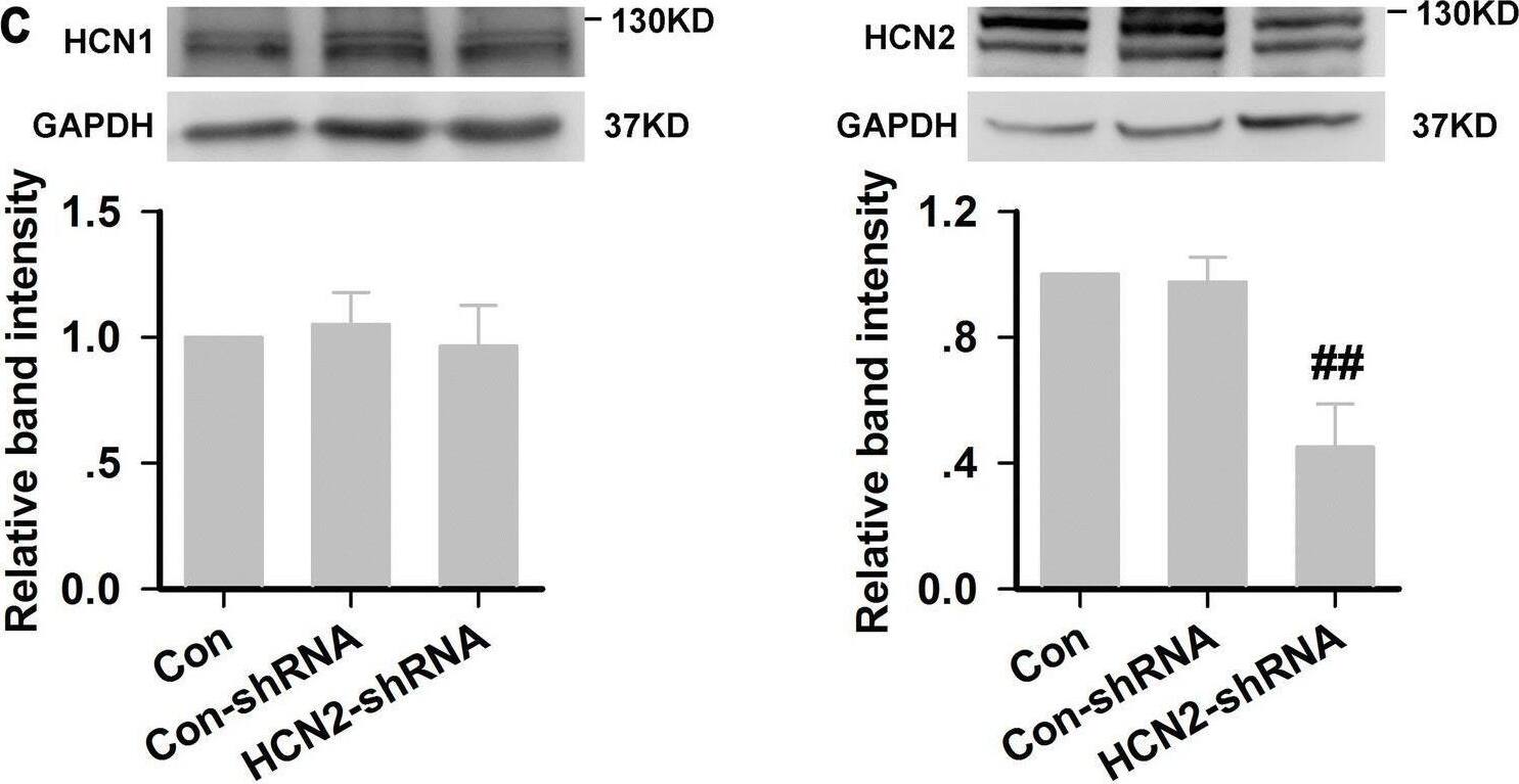 HCN1 Antibody