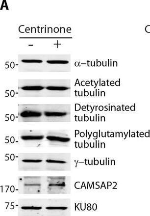 CAMSAP1L1 Antibody