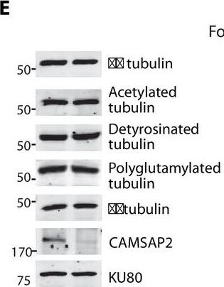 CAMSAP1L1 Antibody