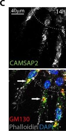 CAMSAP1L1 Antibody