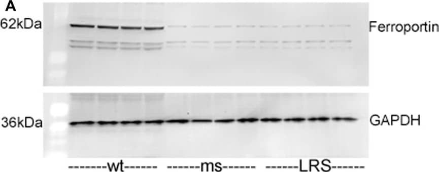 Ferroportin/SLC40A1 Antibody - BSA Free