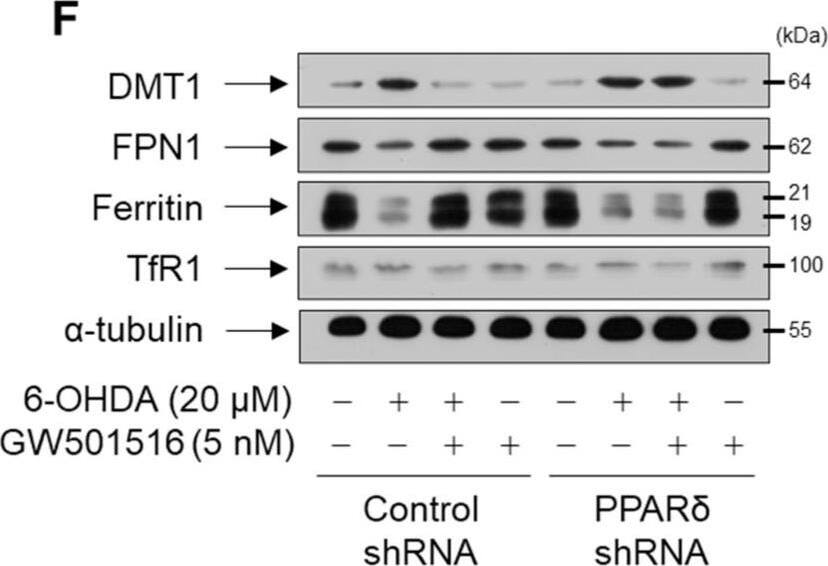 Ferroportin/SLC40A1 Antibody - BSA Free