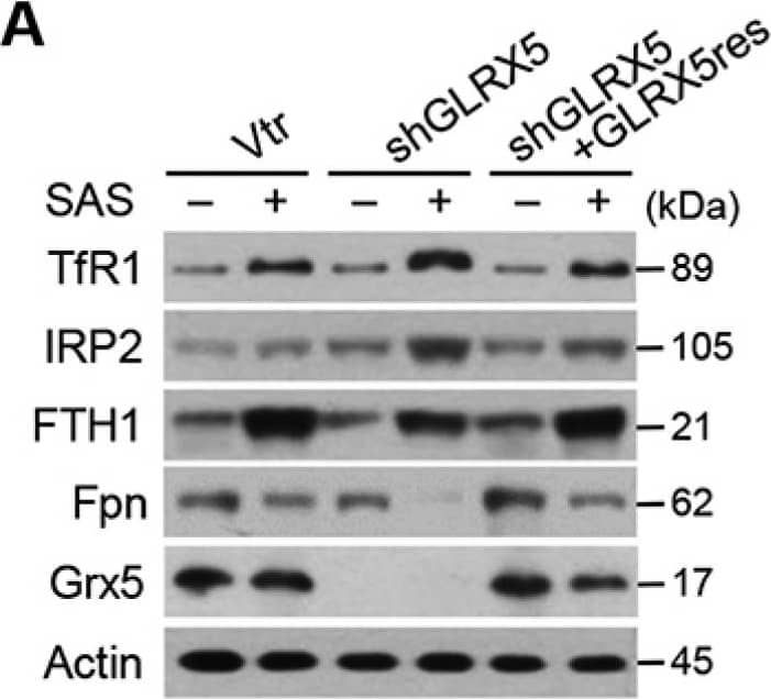 Ferroportin/SLC40A1 Antibody - BSA Free