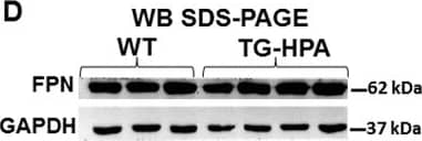 Ferroportin/SLC40A1 Antibody - BSA Free