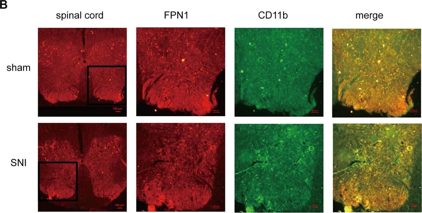 Ferroportin/SLC40A1 Antibody - BSA Free