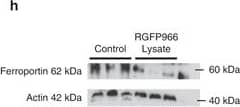 Ferroportin/SLC40A1 Antibody - BSA Free