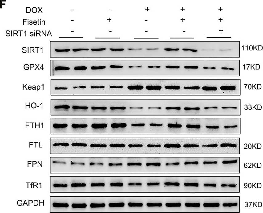 Ferroportin/SLC40A1 Antibody - BSA Free
